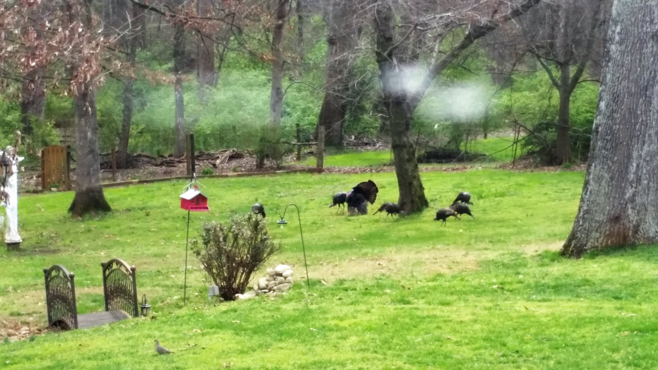 Turkeys