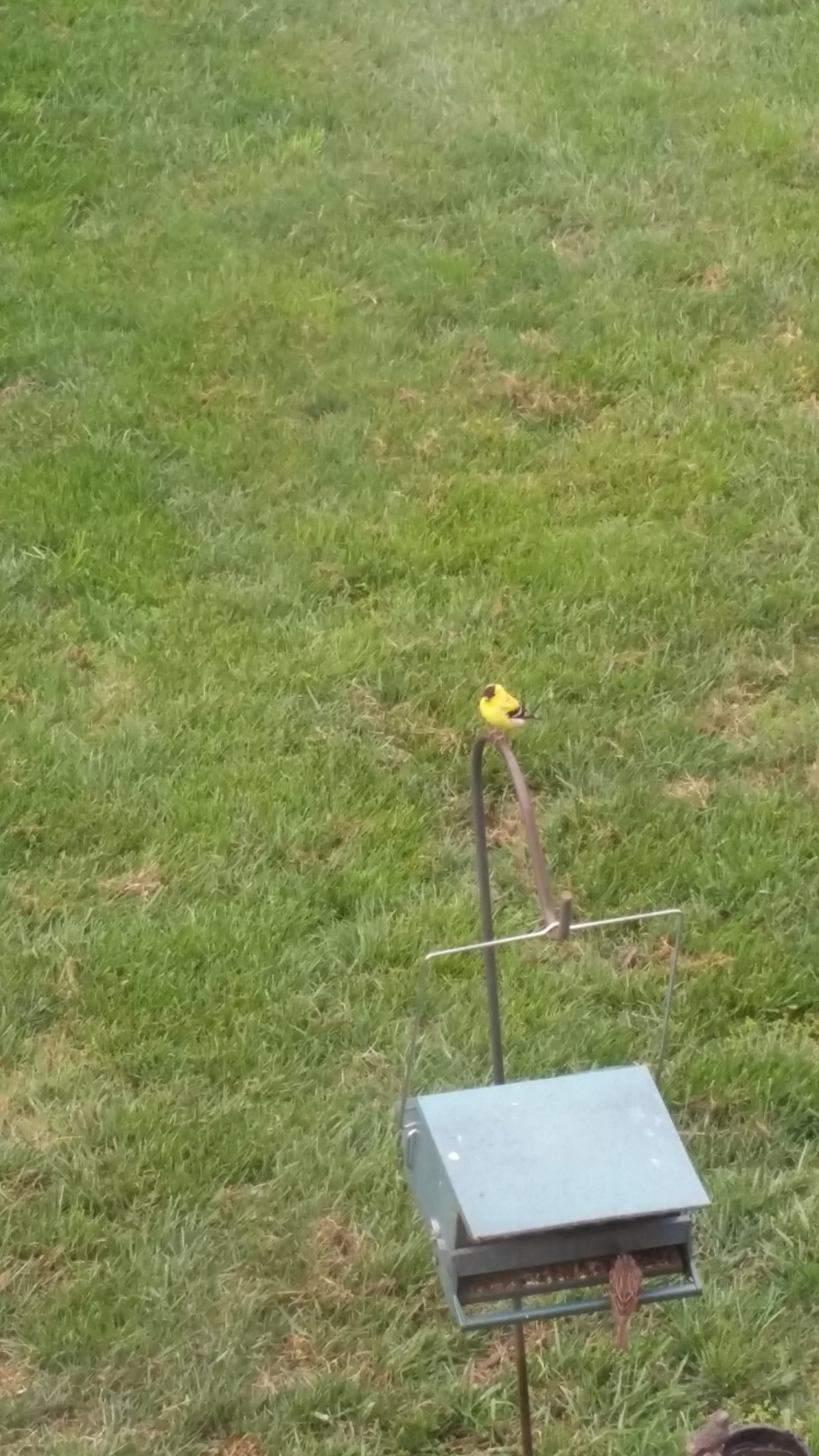 Bird Yellow