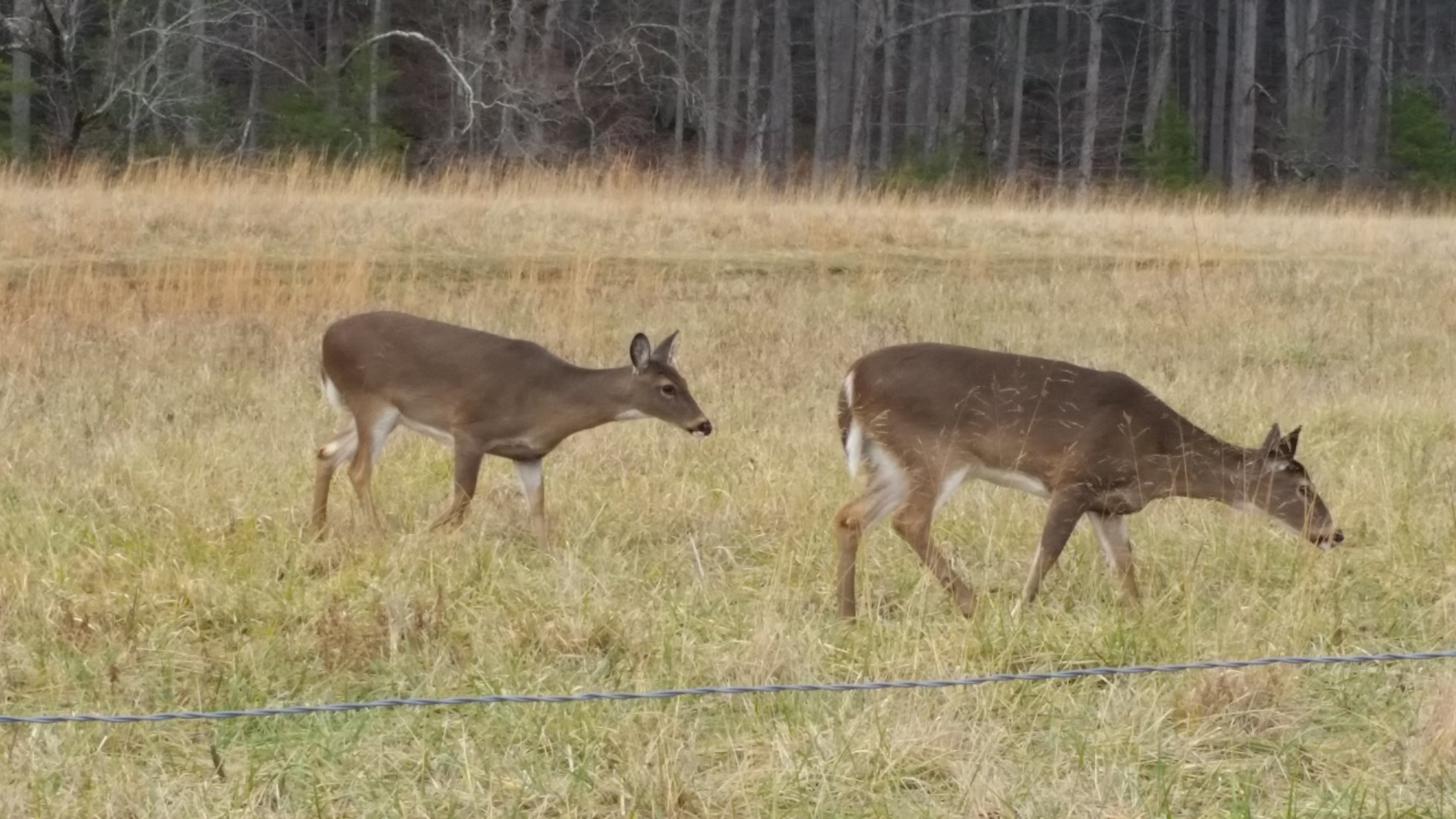 Deer Cades Cove
