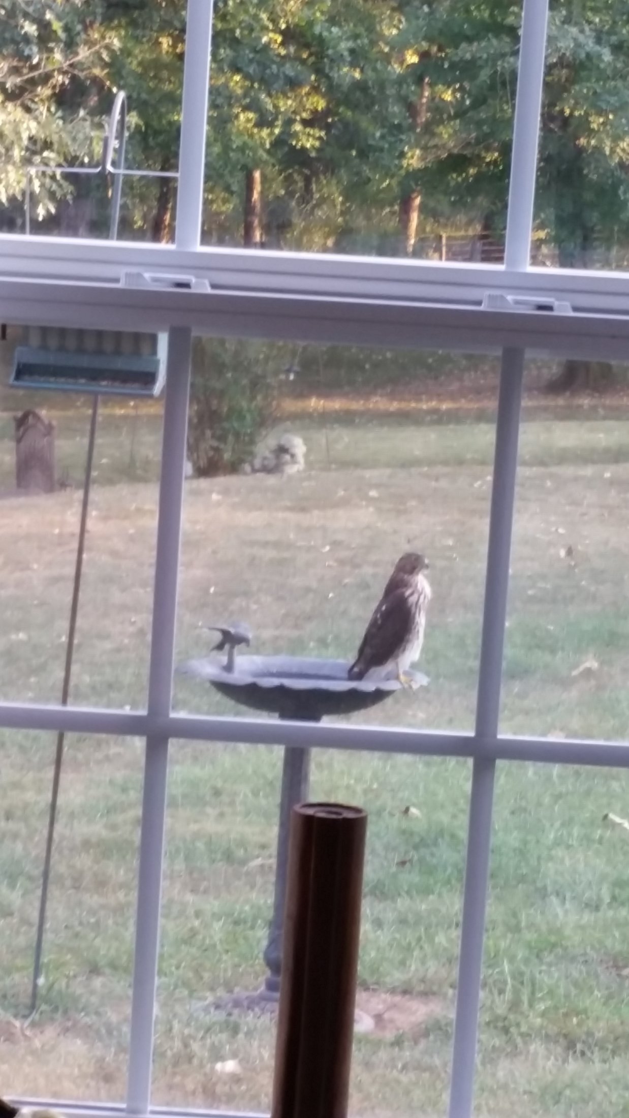 Hawk O Bird Bath